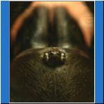 Eyes and the chelicerae (or jaws, for simplicity)