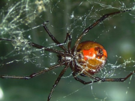 Redback Underside