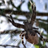 Tent-Web Spider (Cyrtophora species)