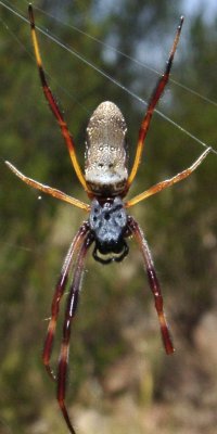 Missing a leg, but still going strong