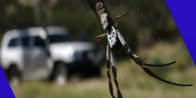 Gorb  with my work cruiser in the background.......COOL!