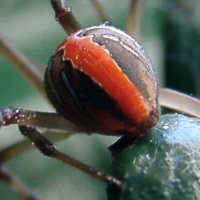 Redback found under my green lawn chair
