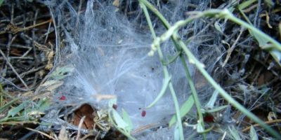 Black wishbone spider's webbing on the ground, leads to an underground burrow