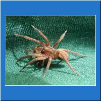 miturgid.large.sac.spider.28-nov-2002.11280001.html